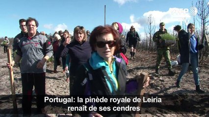 Portugal: la pinède royale de Leiria renaît de ses cendres