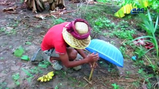 How to catch Wild Rabbit use Plastic Basket Trap | Amazing Quick Rabbit Traps in Cambodia