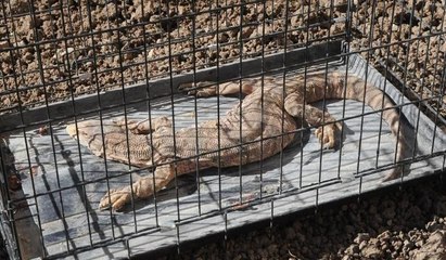 Şırnak’ta çöl varanı bulundu