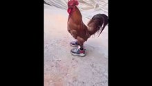Sneaker Rooster