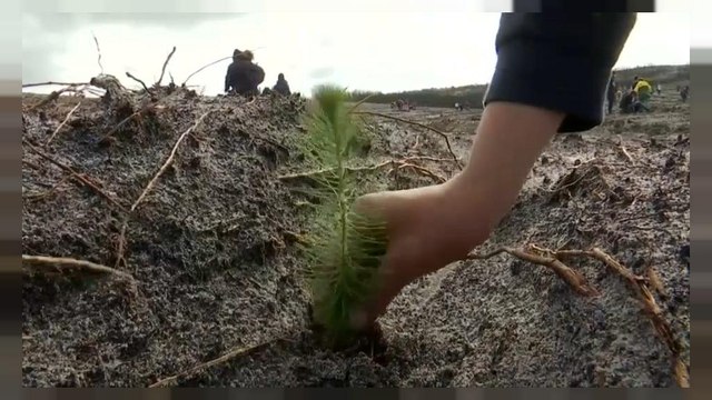 La forêt de Leiria va renaître de ses cendres