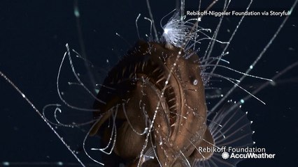 Rare deep-sea anglerfish pair spotted off the coast of Portugal