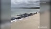 More than one hundred whales stranded on beach at Hamelin Bay