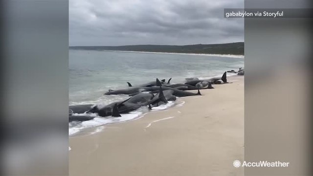 More than one hundred whales stranded on beach at Hamelin Bay