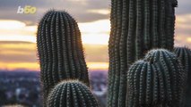 This National Park's Unusual Method to Try to Deter Cactus Thieves