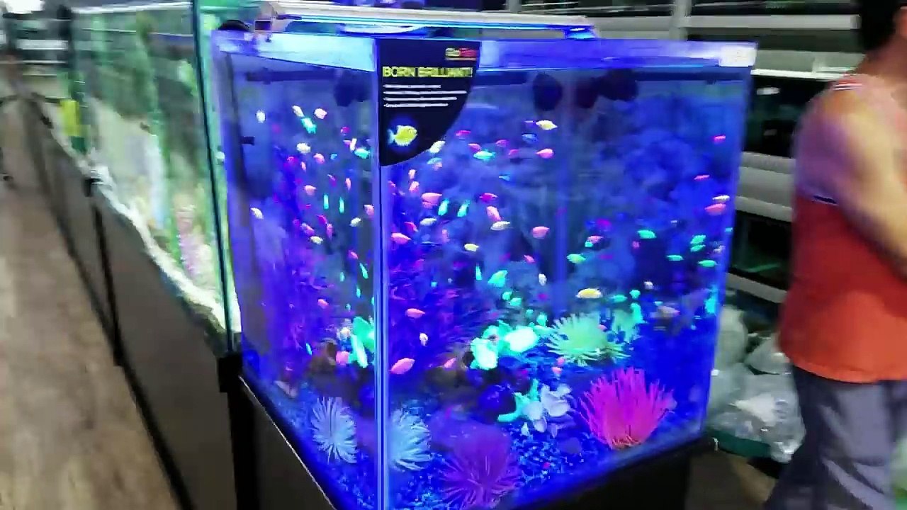 NEW PET FISH FEEDING made BLOODY MESS! Aquarium Identify All Species Challenge