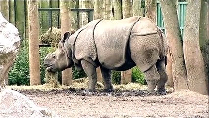 Baboo The Rhino Gets a Pedicure | Wild Things