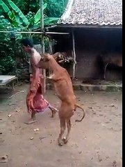 Ce veau n'a pas de patte avant mais il le vit bien