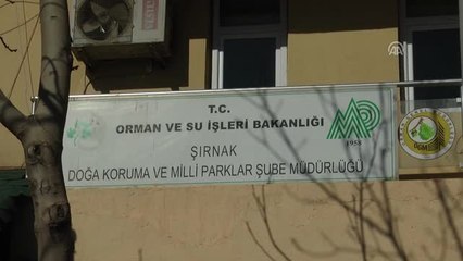 Cizre'de Nesli Tükenmekte Olan Çöl Varanı Bulundu