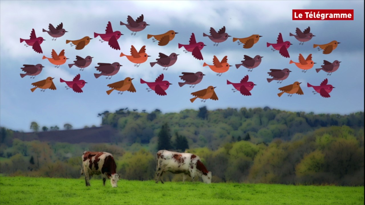 En chiffres : la disparition des oiseaux en Bretagne