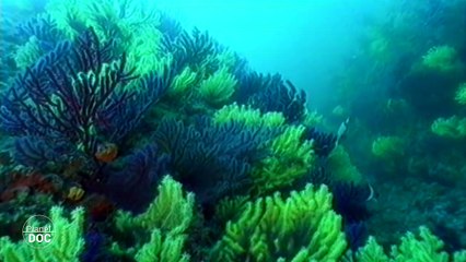 Cabrera Sea Bottom . Balearic Islands - Part 1