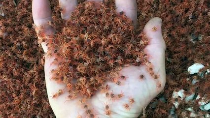 Quand des centaines de milliers de crabes rouges se retrouvent sur une plage de l’île Christmas