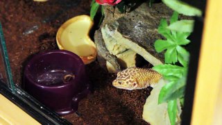 Geckos Night Feeding Schedule | Vlog