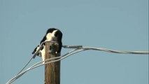 Cat stuck on an electric pole in Phoenix
