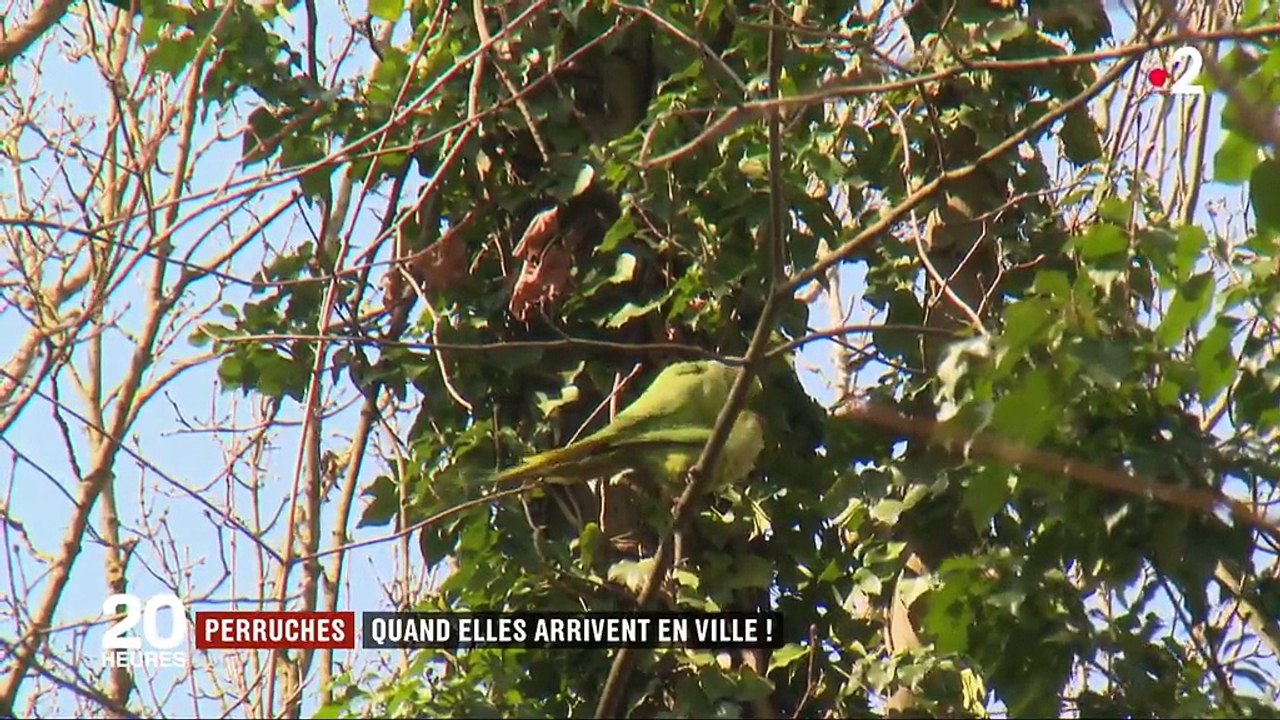 Perruches : elles pullulent en ville