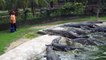 L'heure du diner pour ces dizaines de crocodiles - Langkawi Crocodile Farm