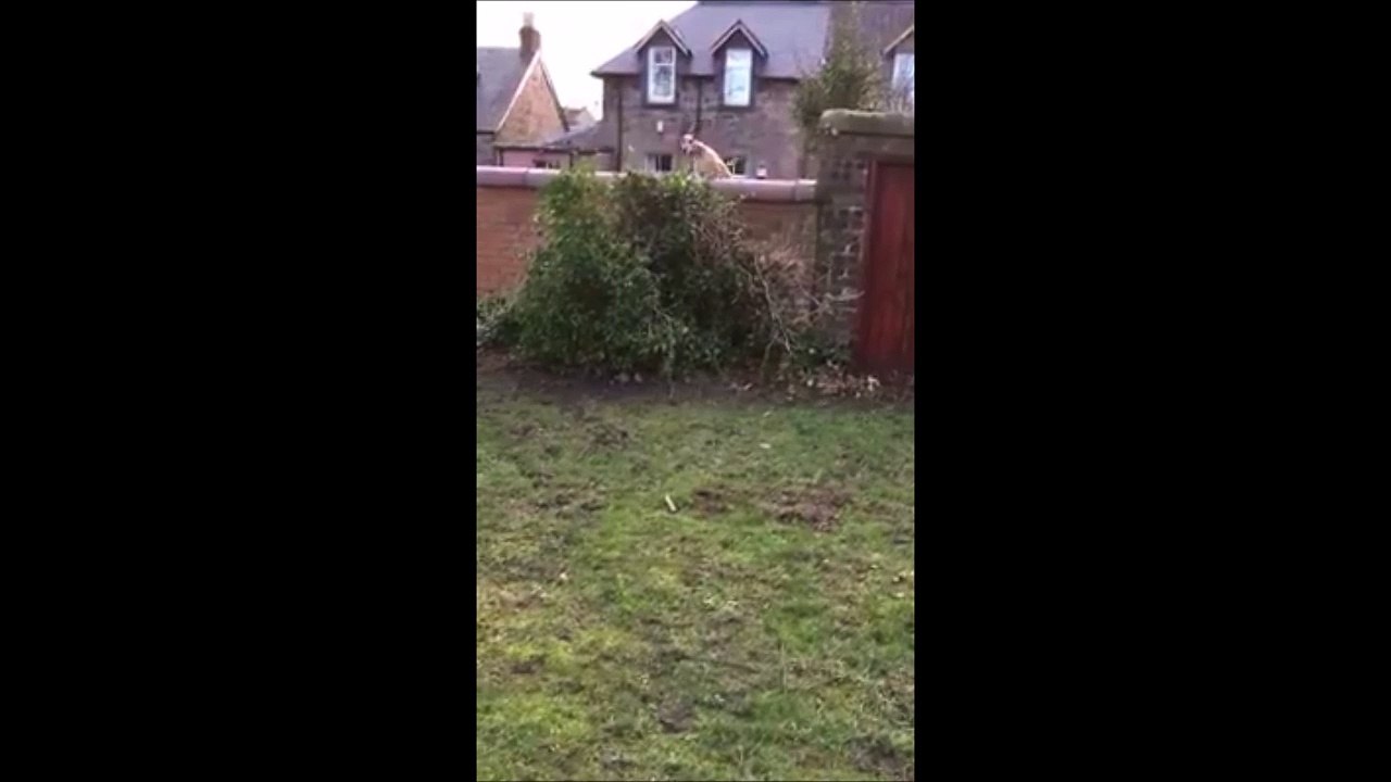 Quand le chien du voisin est trop curieux! Adorable...