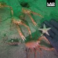 Ce plongeur reçoit la visite des crabes très curieux et adorables