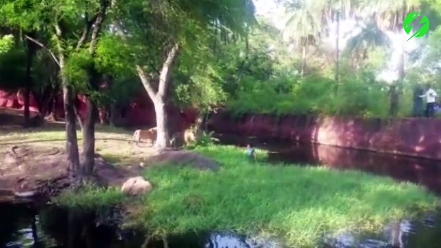 Ce taré saute dans l'enclos de tigres au zoo