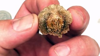 INSIDE A PRAYING MANTIS EGG CASE: LETS DISSECT IT AND FIND OUT WHAT IT LOOKS LIKE INSIDE