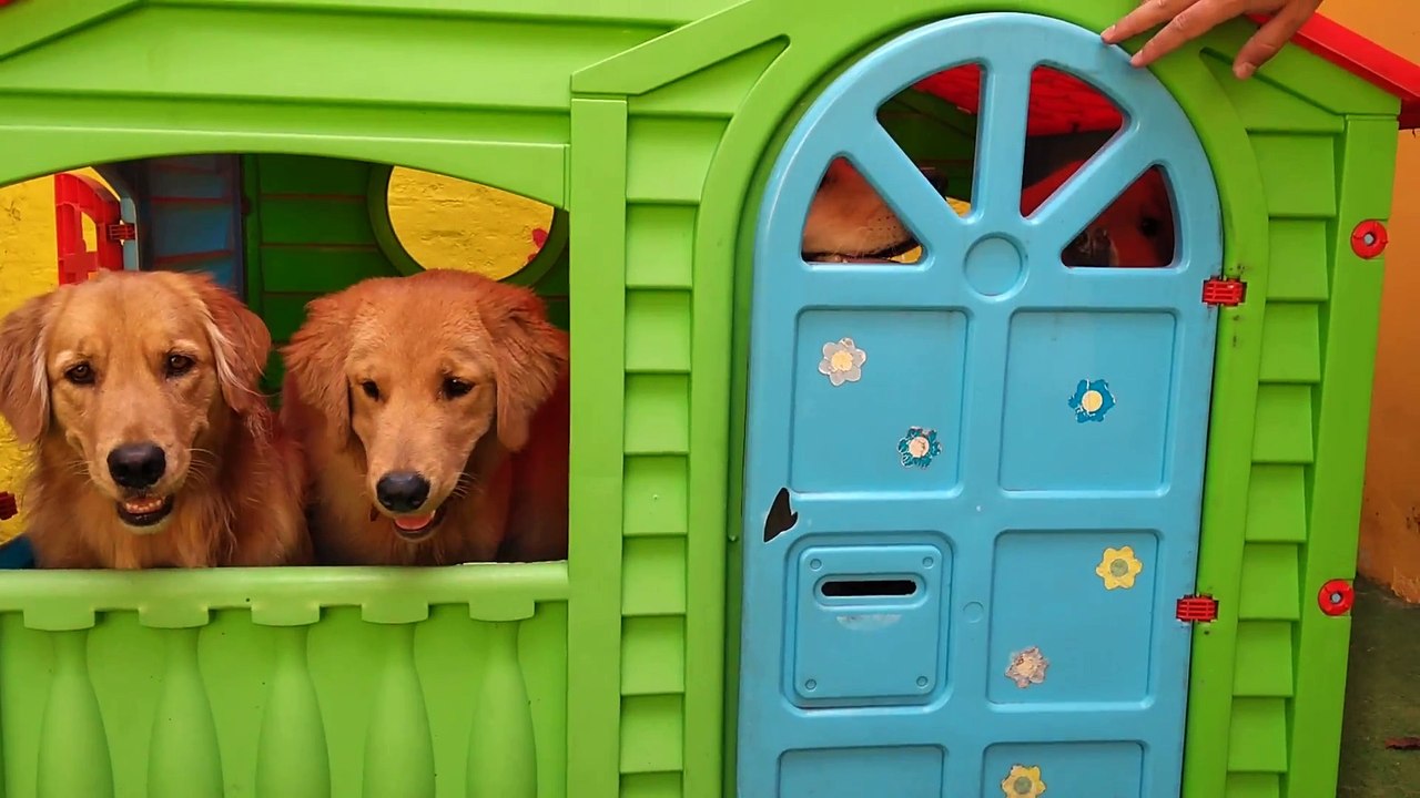 Playhouse Full of Pups