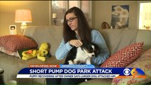 Husky at Virginia Dog Park Attacked Puppy, Shook it `Like a Rag Doll`