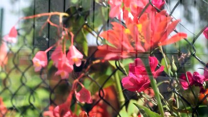 Mo Leker Fermal / Enterre mwa (Home Clip) - JSB MORNING GAME