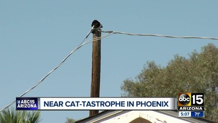 Cat saved from power pole in Phoenix