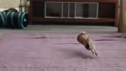 Bunny Makes Our Workout Look Like Nothin'