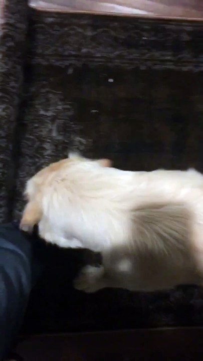 Une femme se fait voler son téléphone portable en pleine vidéo... par son chien !!