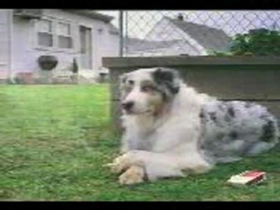 CHIEN