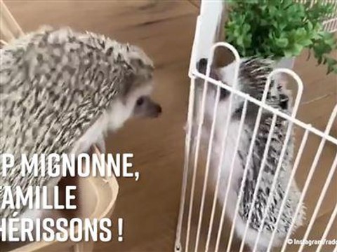 Trop mignons, les petits hérissons !
