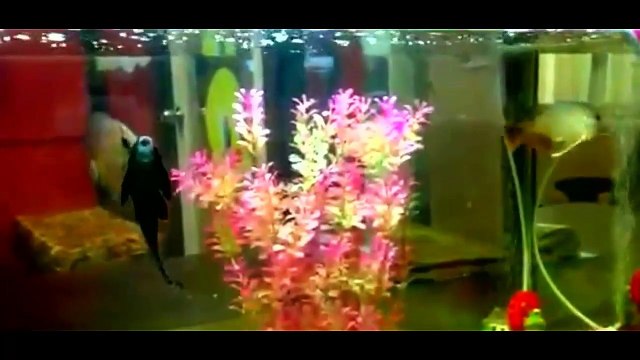 Everything about Arowana - [Types-Caring-Breeding-Feeding]