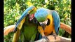 Everything about Macaw - Large Parrots