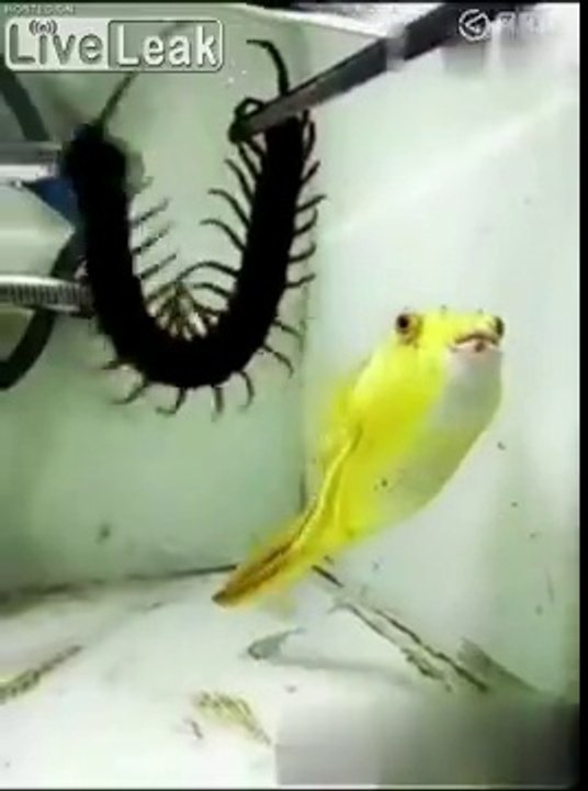 Ce poisson mange des énormes insectes : mille pattes, scorpion...