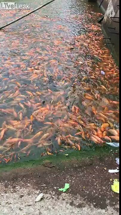 Nourrir des milliers de poissons en 1 seconde.. impressionnant !