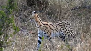 Serval cat hunting