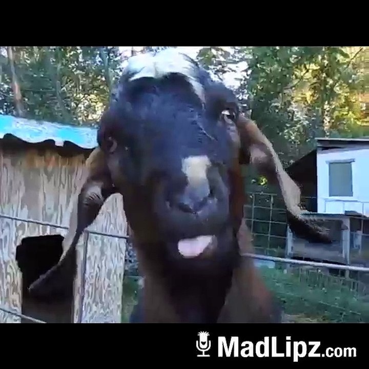 khany ko do bakra funny video
