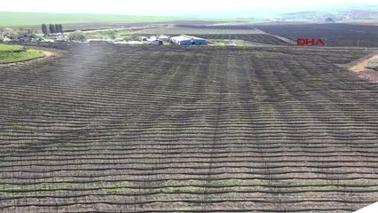 Batman'dan Almanya'ya 3 Milyon Euroluk Böğürtlen İhraç Edilecek-Hd