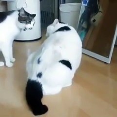 Un chat arrête une bagarre