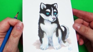 Drawing a Husky Pup