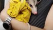 This rescued possum is basically like a newborn baby. His mom purees his meals and stays up at night with him — and she's SO proud of everything he's overcome ❤