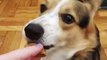 LIVE: This rescue corgi is about to try sweet potato for the FIRST TIME. Let's see what he thinks! 