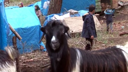 34 yıldır ormanda yaşıyorlar