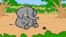 코끼리 왕배꼽 (Giant belly buttons of Elephants) | 참새(sparrow) vs. 코끼리(elephant) |어린이 자연관찰 Kids Science
