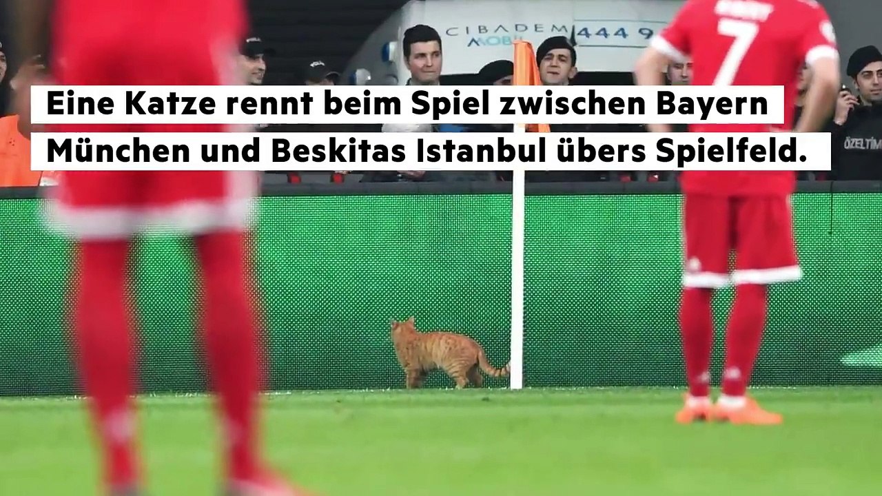 Der eigentliche Star beim Champions-League-Spiel des FC Bayern München in Istanbul war eine Katze.