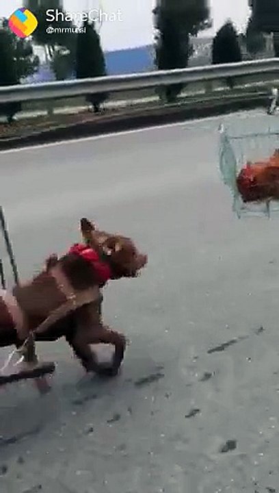 dogy funny videos 2018