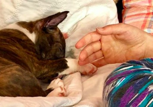 Pile of Adorable Puppies Helps Bring a Smile to Terminally Ill Girl's Face