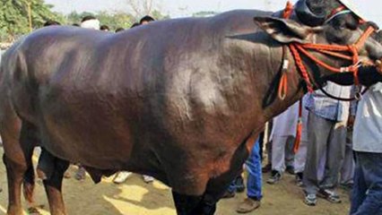 220000000 रूपये 22 करोड़ की गाय आपके पसीने छूट जायेंगे दुनिया की सबसे महंगी गाय चमत्कार