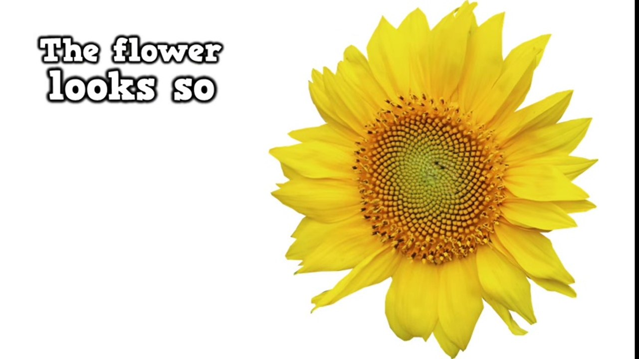 The Parts of a Plant (song for kids about flower_stem_leaves_roots)